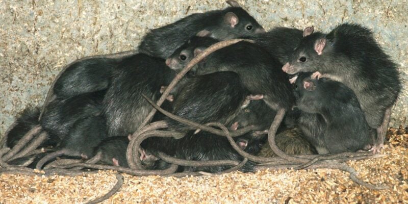 Photo de rats, présentation du blog de Pierre Falgayrac