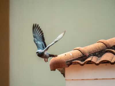 oiseau volant du toit