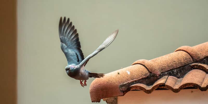 oiseau volant du toit