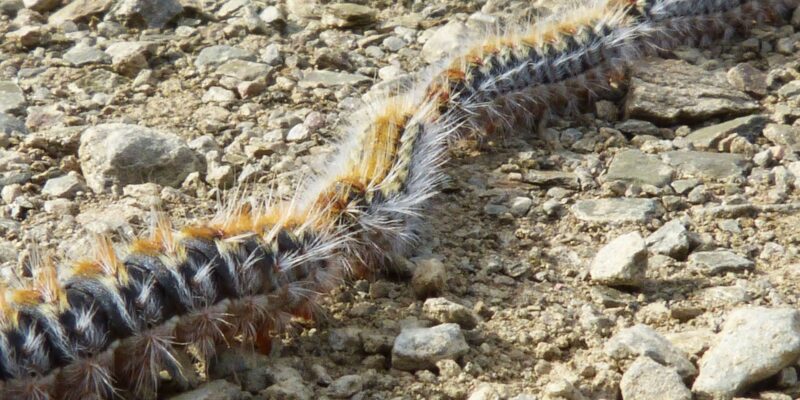 chenilles processionnaires en file indienne