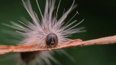 Chenille processionnaire du chêne (Thaumetopoea processionea) sur une écorce dans une forêt regarde la caméra
