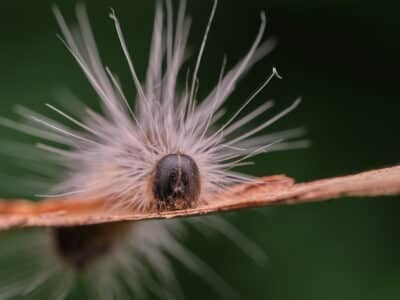 Chenille processionnaire du chêne (Thaumetopoea processionea) sur une écorce dans une forêt regarde la caméra