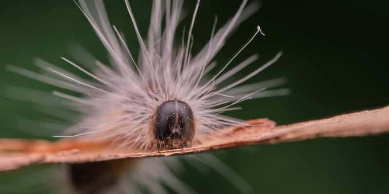 Chenille processionnaire du chêne (Thaumetopoea processionea) sur une écorce dans une forêt regarde la caméra