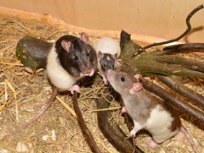 Rats sur une branche d'arbre