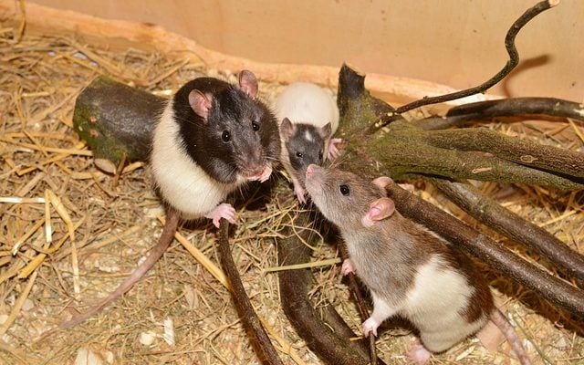 Rats sur une branche d'arbre