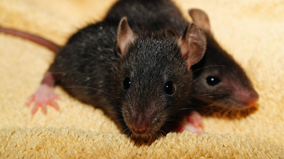 Photo rats noirs sur moquette