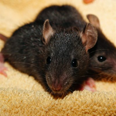 Photo rats noirs sur moquette