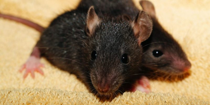 Photo rats noirs sur moquette