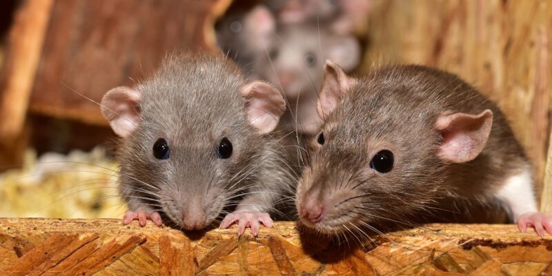 deux rats