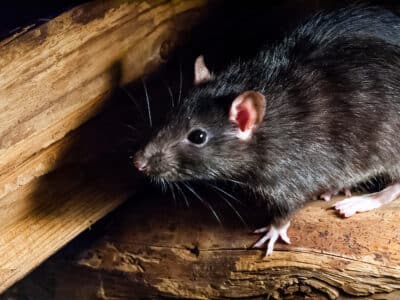 Le rat noir préfère vivre en dehors de la ville