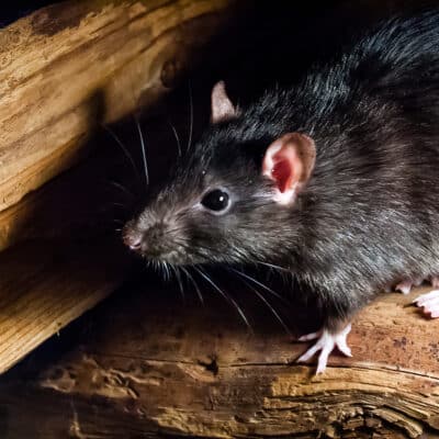 Le rat noir préfère vivre en dehors de la ville