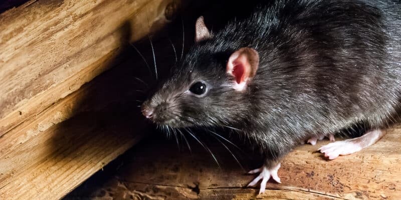 Le rat noir préfère vivre en dehors de la ville