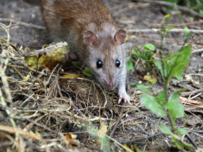 rat entrain de marcher dans la forêt