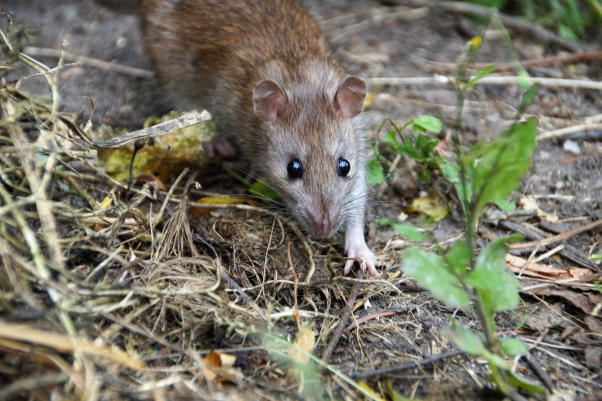 rat entrain de marcher dans la forêt