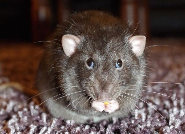 lutte contre le rat avec une image de rat qui grignote