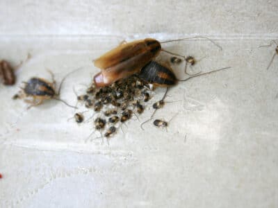 Caisse d'œufs de blatte germanique
