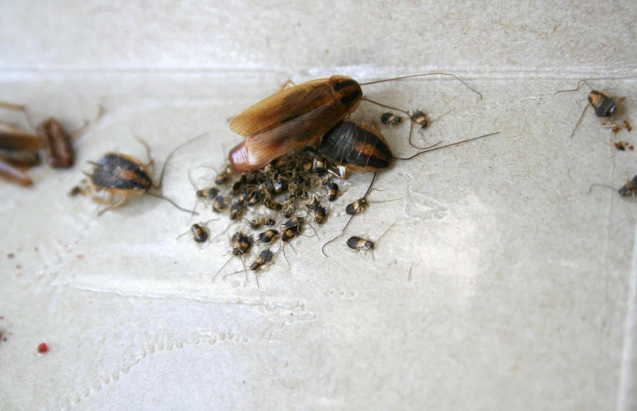 Blatte l’aversion au glucose perturbe la reproduction également
