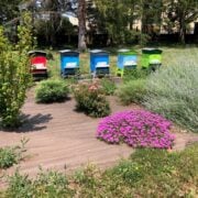 biodiversité urbaine et nuisibles en ville