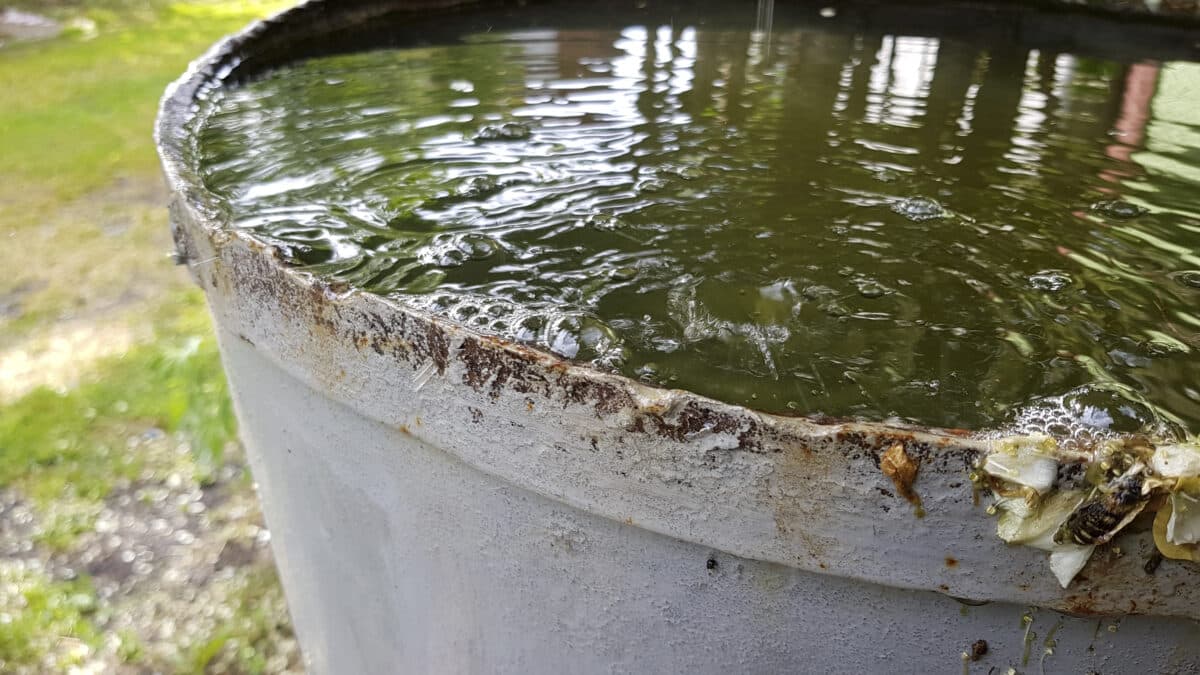 tonneau extérieur rempli d’eau de pluie, gîte larvaire potentiel