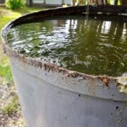 tonneau extérieur rempli d’eau de pluie, gîte larvaire potentiel