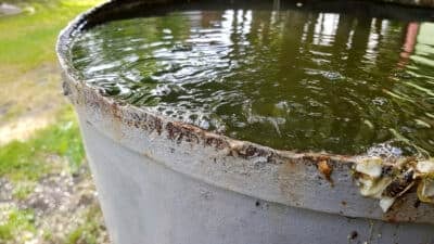 tonneau extérieur rempli d’eau de pluie, gîte larvaire potentiel