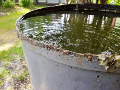 tonneau extérieur rempli d’eau de pluie, gîte larvaire potentiel