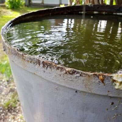 tonneau extérieur rempli d’eau de pluie, gîte larvaire potentiel
