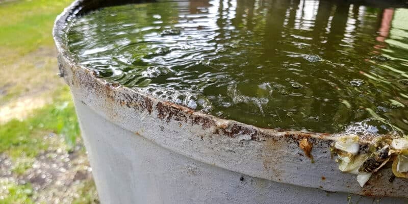 tonneau extérieur rempli d’eau de pluie, gîte larvaire potentiel