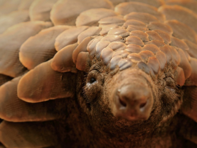 image pangolin en gros plan