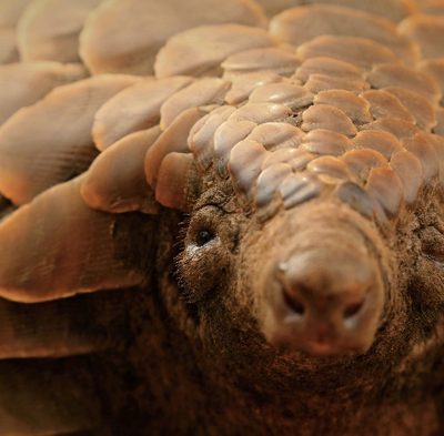 image pangolin en gros plan