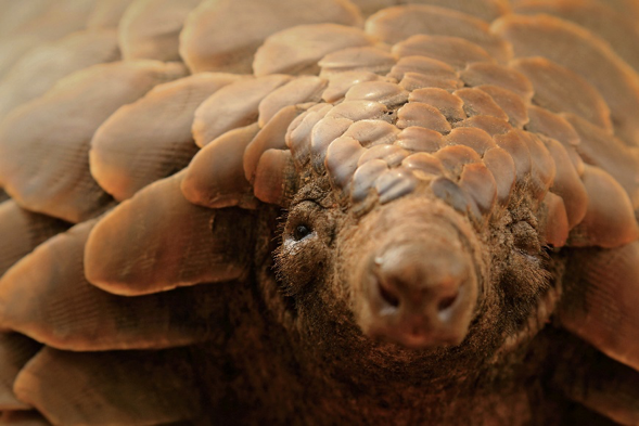 image pangolin en gros plan