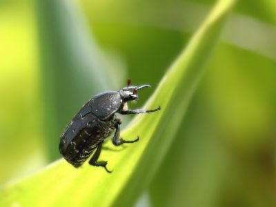 Scarabée sur une feuille