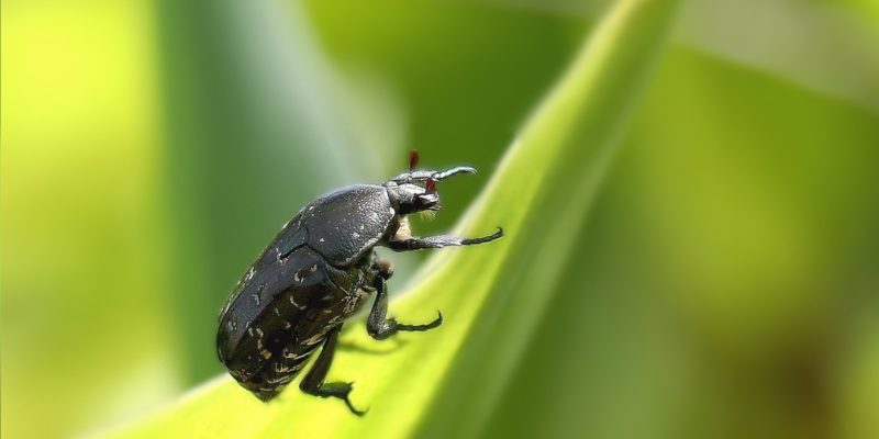 Scarabée sur une feuille