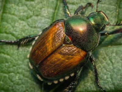 scarabée japonais sur une feuille d'arbre