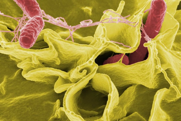 La bactérie Salmonella