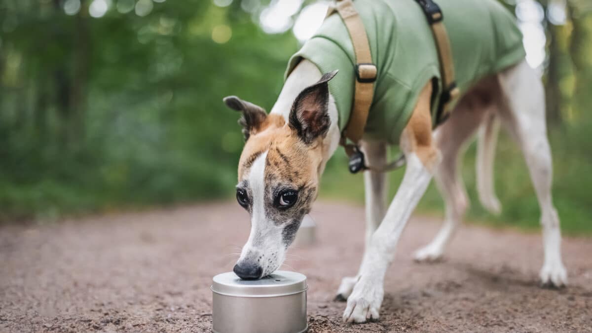 Chien renifleur travaillant avec le nez sur une boîte en métal, démontrant un exercice de recherche sur fond de parc verdoyant SEDCPL