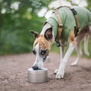 Chien renifleur travaillant avec le nez sur une boîte en métal, démontrant un exercice de recherche sur fond de parc verdoyant SEDCPL