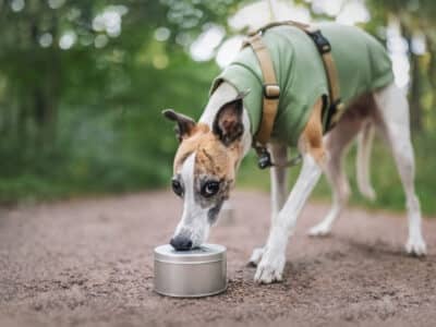 Chien renifleur travaillant avec le nez sur une boîte en métal, démontrant un exercice de recherche sur fond de parc verdoyant SEDCPL