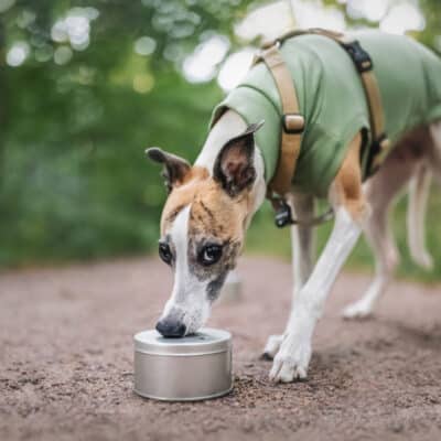Chien renifleur travaillant avec le nez sur une boîte en métal, démontrant un exercice de recherche sur fond de parc verdoyant SEDCPL