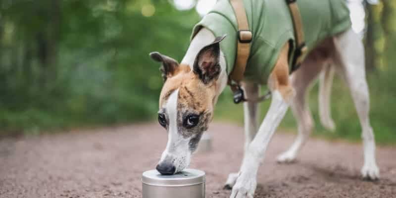 Chien renifleur travaillant avec le nez sur une boîte en métal, démontrant un exercice de recherche sur fond de parc verdoyant SEDCPL