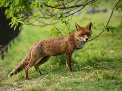 Classification renard