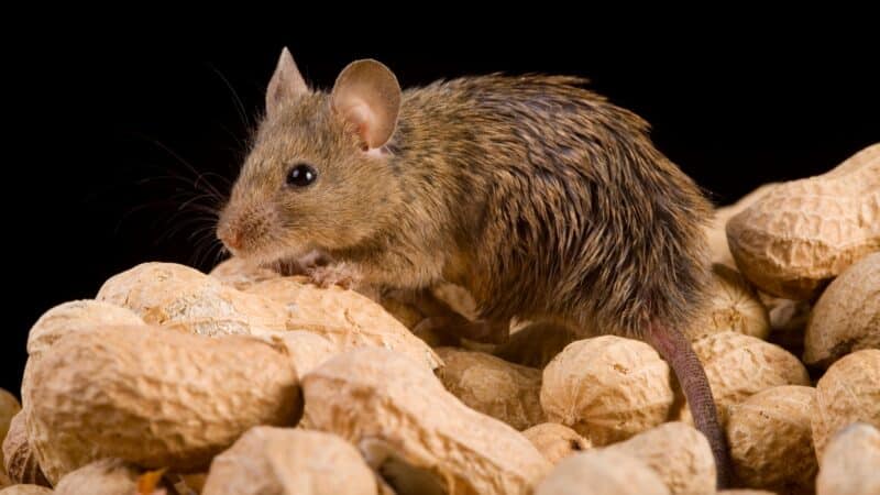 Souris domestique (mus musculus) sur desnoix