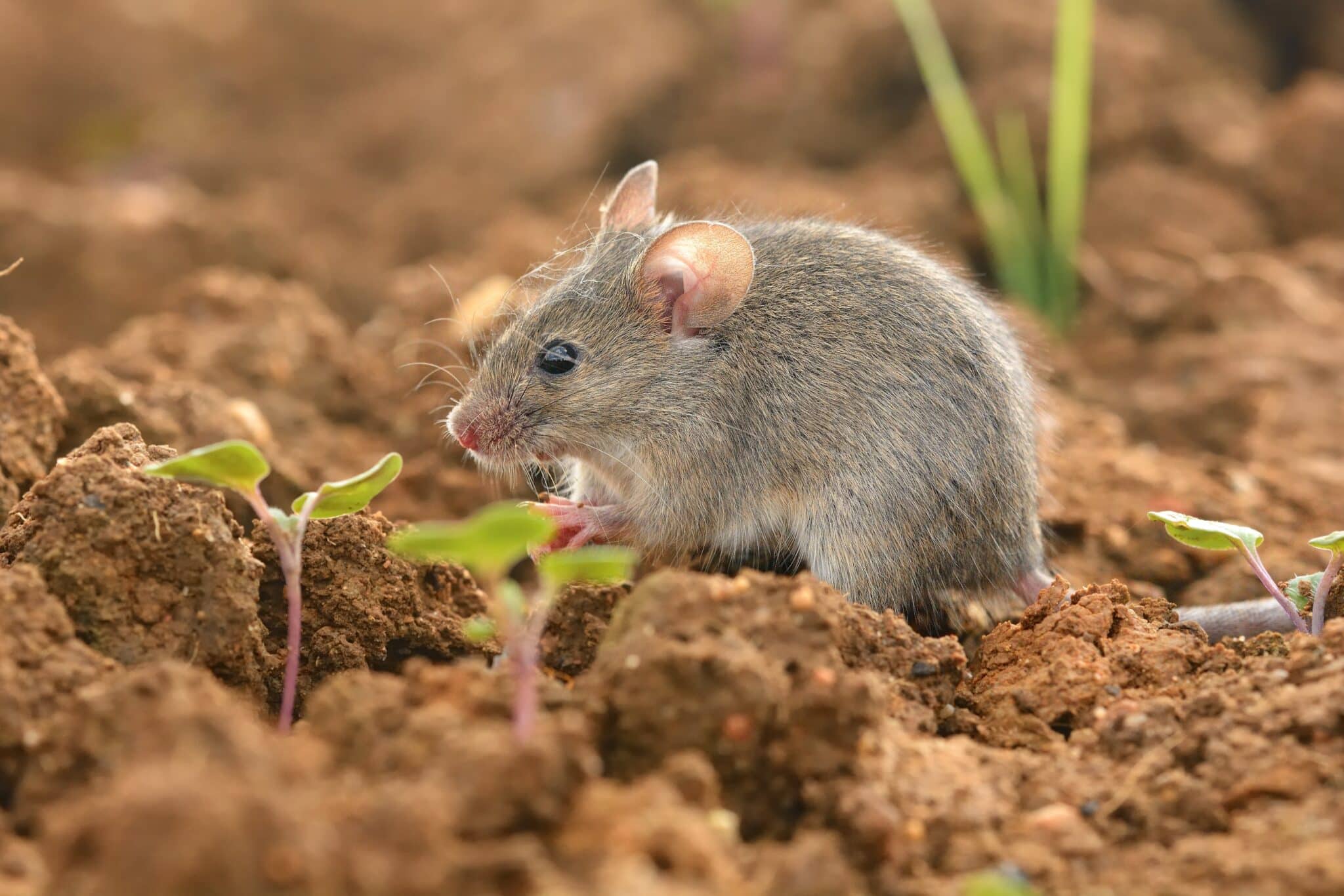 Quels sont les besoins en eau d'une souris domestique ?