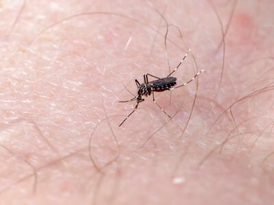 Moustique tigre piquant la peau, exemple de nuisance et risque sanitaire