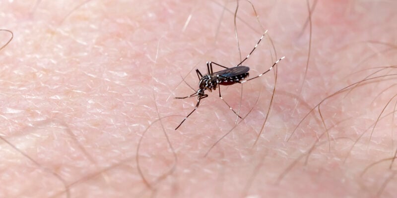 Moustique tigre piquant la peau, exemple de nuisance et risque sanitaire