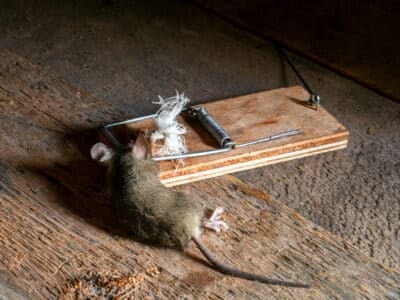 tapette à souris dans un batiment