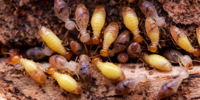 Équipements traitement anti-termites