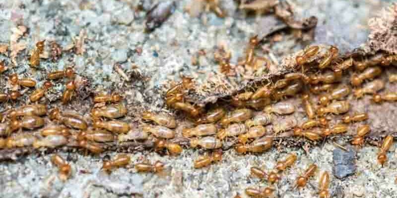 infestation termites bois