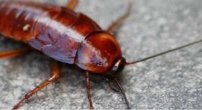 traitement cafards par nébulisation