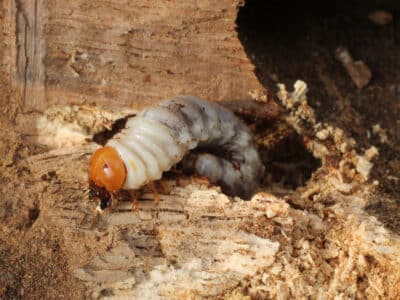 Insecte larve capricorne sur bois de chêne